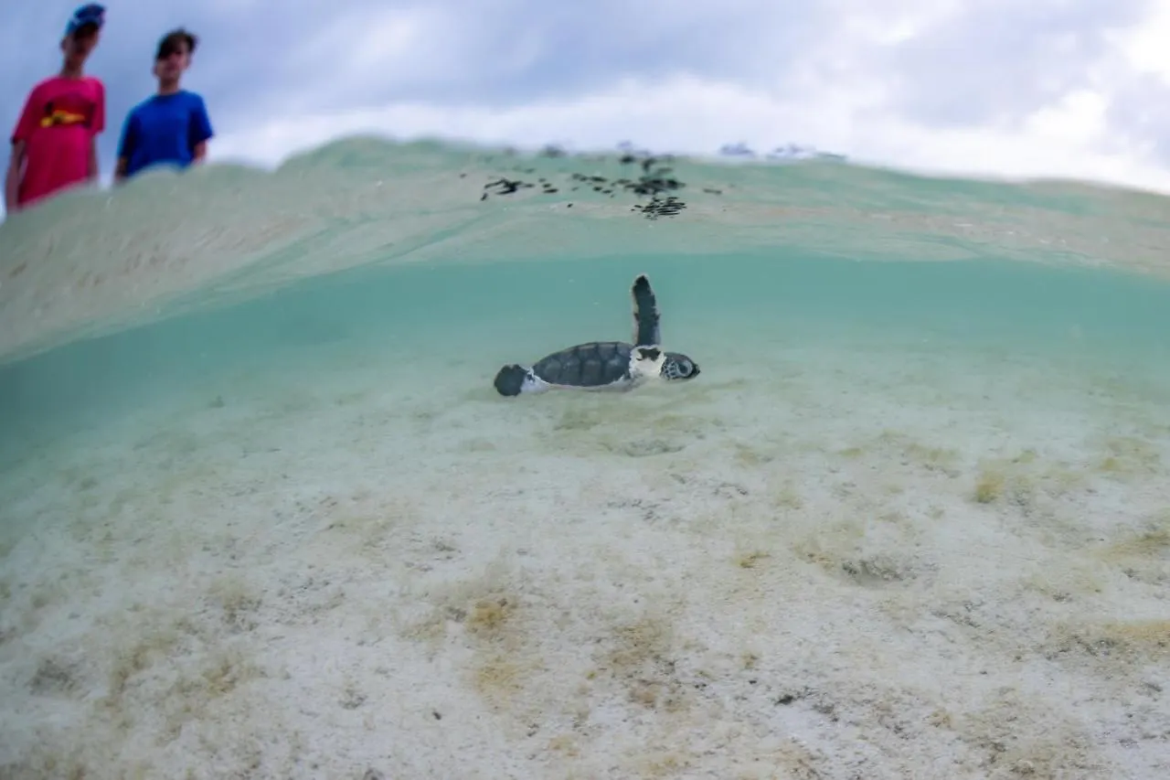 Heron Island Australien