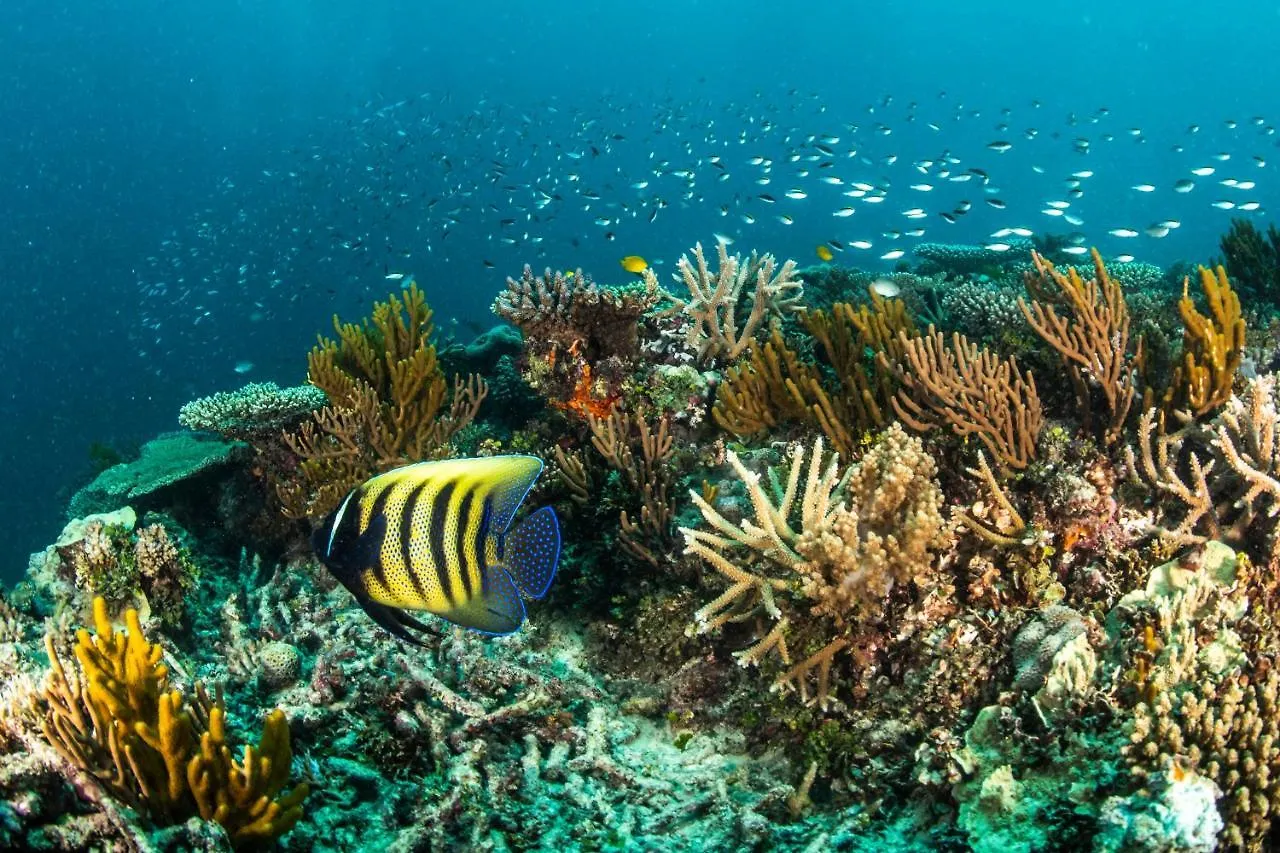 Heron Island Avustralya