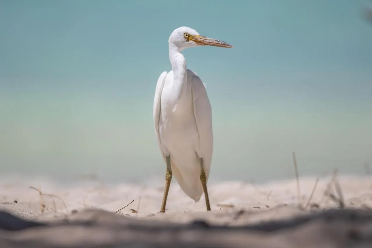 Resort Heron Island