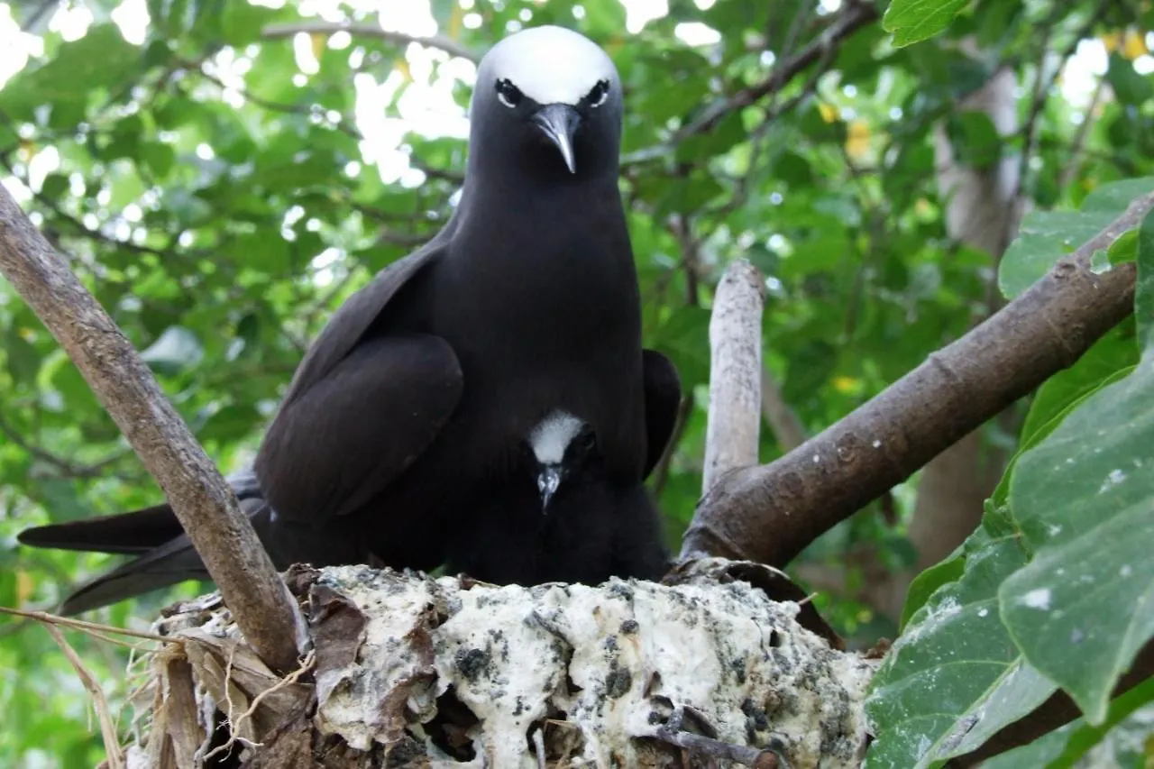 Heron Island Australia